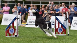 ESPN2 to Fill Programming Hole Caused by Coronavirus Sports Hiatus… With Puppies