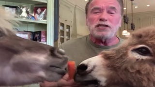 Arnold Schwarzenegger Assures World His Donkey and Mini-Horse ‘Very Rarely’ Poop in the House (Video)
