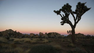 Joshua Tree National Park Closes Indefinitely to All Visitors