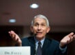 Anthony Fauci testifies before the Senate