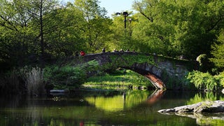 Central Park Dog Walker Amy Cooper Faces Charges for Falsely Reporting an Incident
