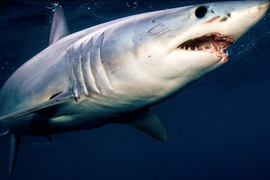 Discovery’s ‘Shark Week’ Reminds You Sharks Have 2 Penises (Video)