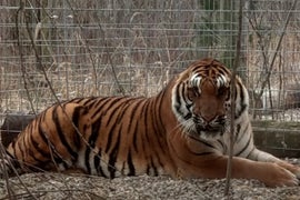 ‘Surviving Joe Exotic’ Doc Tells a Story About Two Tigers That Will Make You Cry (Exclusive Video)
