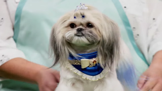 Watch the Barking-Mad Trailer for HBO Max’s Dog-Grooming Competition ‘Haute Dog’ (Video)