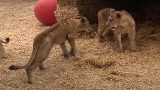 PETA Confiscates 3 Lions From ‘Tiger King’ Zoo – Nala Can ‘Barely Walk’ (Video)