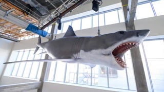 ‘Jaws’ Last Surviving Shark Model Installed in Oscars Academy Museum (Video)