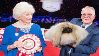 ESPN Is About to Air a Whole Bunch of Dog Programming
