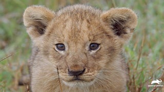 Animal Planet Renews ‘Big Cat Tales’ for Season 2 – Watch the Adorable Opening Here (Exclusive)