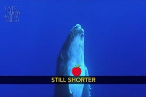 Colbert New York Humpback Whale