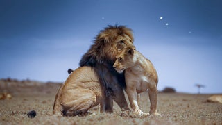 Apple TV+’s ‘Earth at Night in Color’: Here’s What Really Happens When All the World’s Asleep (Exclusive Video)