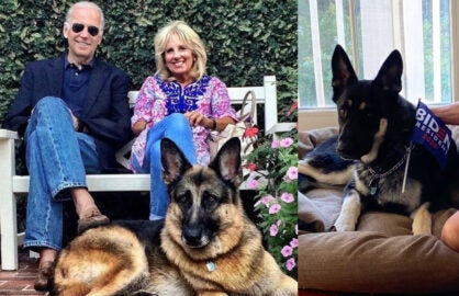 Joe Biden Jill Biden dogs Champ Major