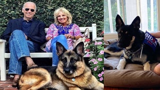 Biden’s Dogs Got Booted From the White House and Animal Lovers Are Paws-itively Furious
