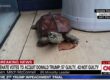 Mitch McConnell as a Turtle