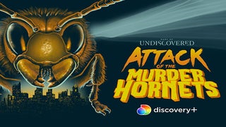 ‘Attack of the Murder Hornets’ Doc Buzzes to Discovery+ (Exclusive)