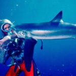 ‘Playing With Sharks’ Film Review: Valerie Taylor Champions the Ocean’s Most Misunderstood Denizens