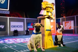 Puppy Bowl XVII Laps Up 2.1 Million Viewers