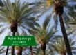 palm springs city sign palm trees