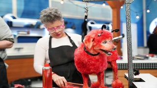 Good, Dog: ABC’s ‘Pooch Perfect’ Premiere Wins 8 PM in TV Ratings