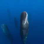 ‘Chasing Ocean Giants': New Discovery+ Series Reveals the Terrifying Way Whales Sleep (Exclusive Video)