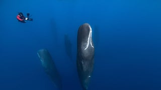 ‘Chasing Ocean Giants’: New Discovery+ Series Reveals the Terrifying Way Whales Sleep (Exclusive Video)