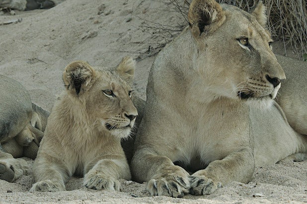 Malika the Lion Queen