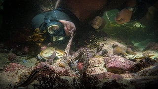 Why ‘My Octopus Teacher’ Directors Brought in an ‘Octopus Psychologist’ for Their Documentary