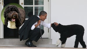 barack obama dog Bo