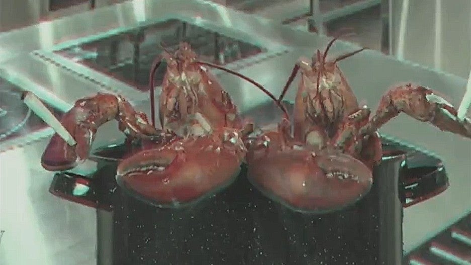 Colbert Demonstrates Why You Probably Shouldn't Give Weed to Lobsters (Video)