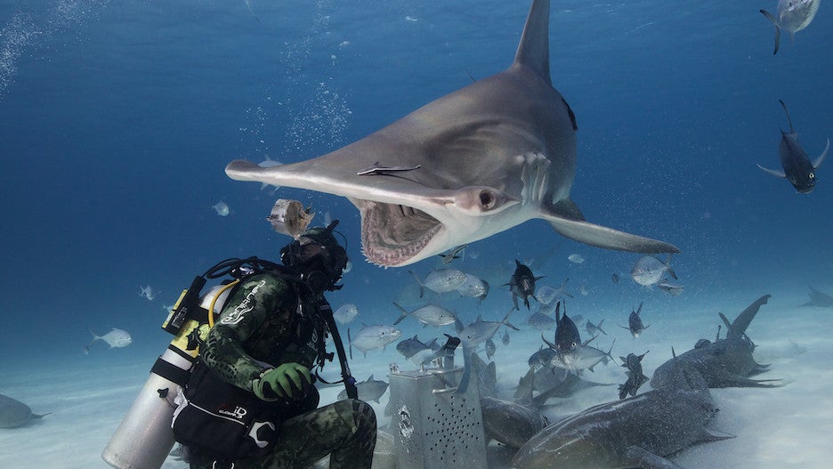 Nat Geo’s ‘SharkFest’ Expands to MegalodonSized 6 Weeks Across 4