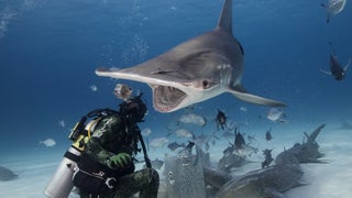 Nat Geo’s ‘SharkFest’ Expands to Megalodon-Sized 6 Weeks Across 4 Networks and Disney+ (Exclusive)