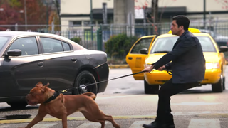 ’Turner & Hooch’: See What Happened to Tom Hanks’ Character in Trailer for Disney+ Series (Video)