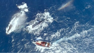 ‘The Loneliest Whale’ Film Review: Doc Explores the Universal Need to Be Understood