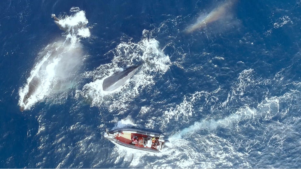 The Loneliest Whale