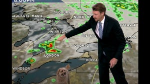 Weatherman