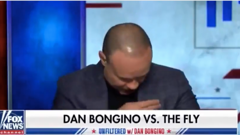 Fox News Dan Bongino Does Mid Taping Battle With Freakin Fly Video Fox News Dan Bongino Does Mid Taping Battle With Freakin Fly Video