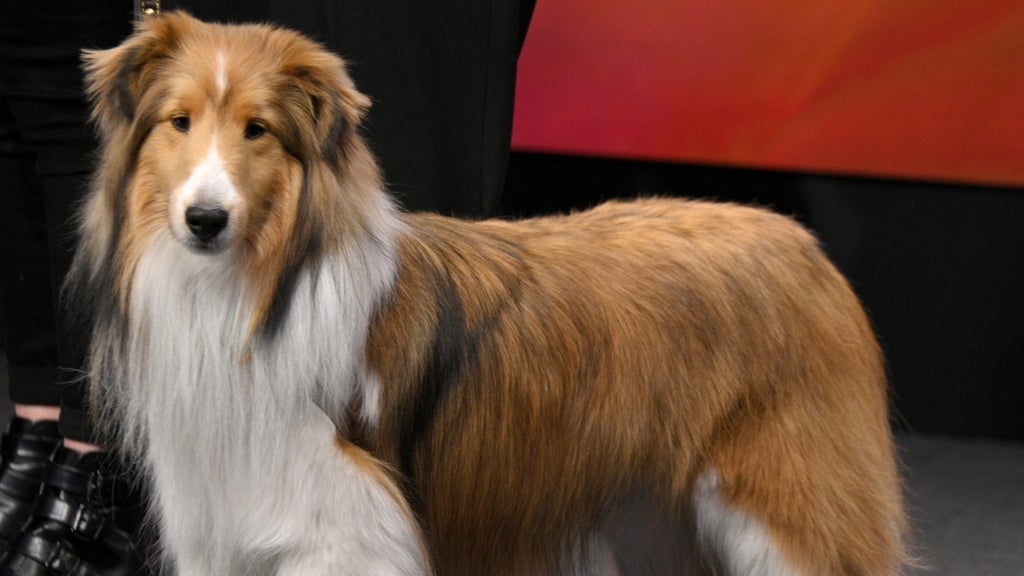 Here is Dyson the Shetland Sheep Dog, who competed in The National Dog Show
