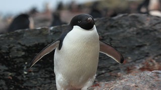 Unhappy Feet: Lost Antarctic Penguin Mistakenly Swims 2,000 Miles to New Zealand