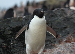 Unhappy Feet: Lost Antarctic Penguin Mistakenly Swims 2,000 Miles to New Zealand