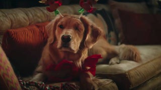 ‘Hawkeye’: Yes, Lucky the Pizza Dog Actually Ate Pizza on Set