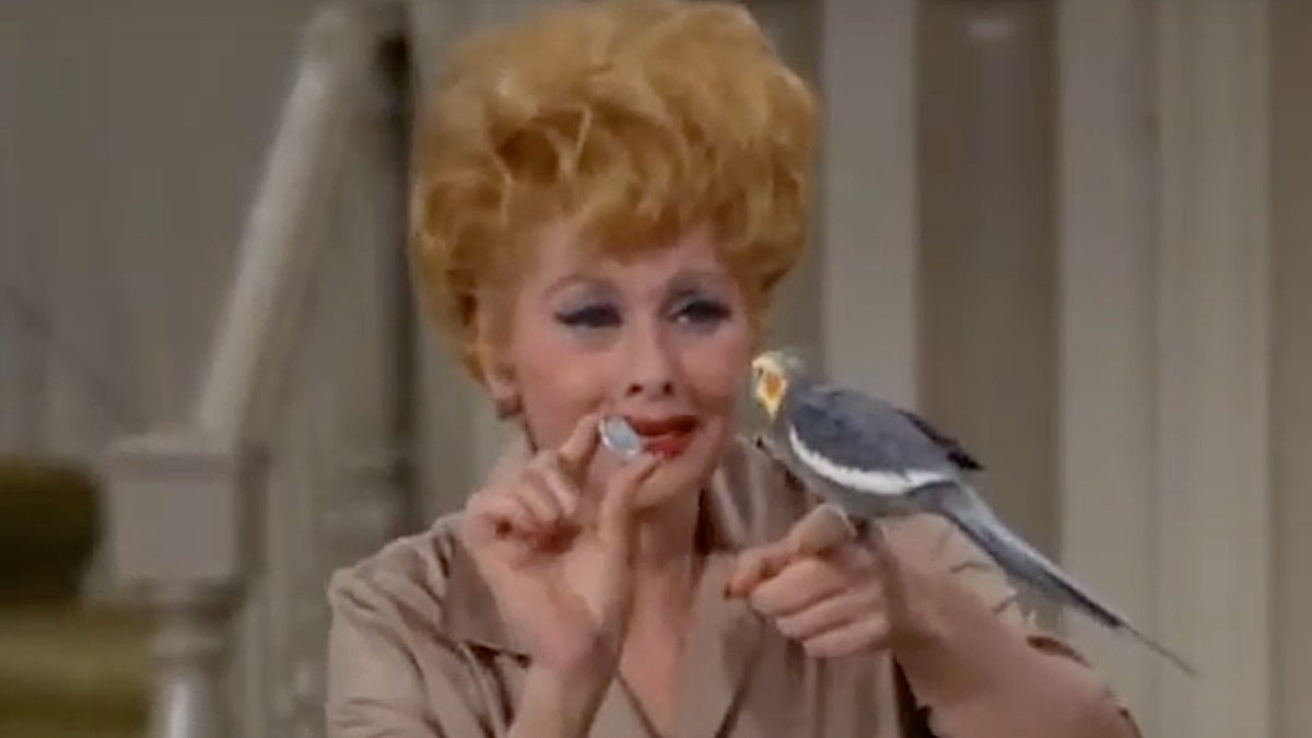 Lucille Ball bird Lucille Ball bird