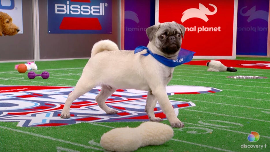 How to Watch the Puppy Bowl Online Is It Streaming?