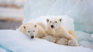 How ‘Polar Bear’ Filmmakers Navigated Making One of the Saddest and Most Inspiring Disney Movies