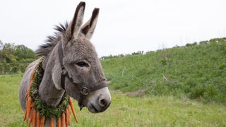 ‘EO’ Review: Cannes’ Oldest Director Gives Us a Silly, Entertaining Trifle About a Donkey