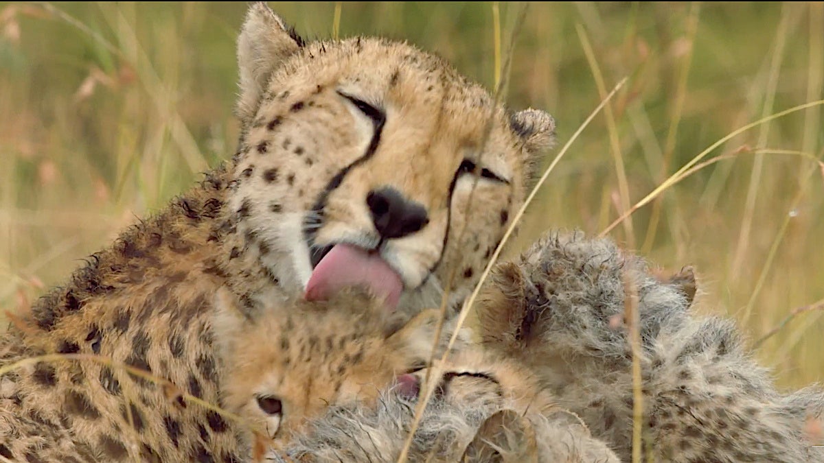 Roku Nature Docuseries 'Mamas' Gets First Trailer With Connie Britton(02)