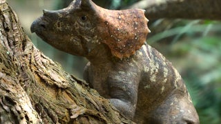 ‘Prehistoric Planet’ Trailer: Move Over Grogu, Meet This Baby Triceratops (Video)