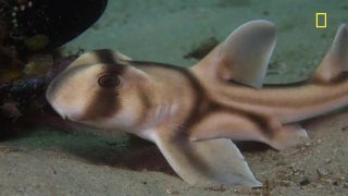 Baby Shark Is a Literal Bottom Feeder in ‘SharkFest’ Exclusive Sneak Peek (Video)