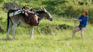 ‘My Donkey, My Lover & I’ Film Review: French Lovelorn-Summer-Holiday Genre Gets a Braying Boost