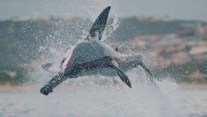 A scene from the Shark Week program "Air Jaws" (Discovery)