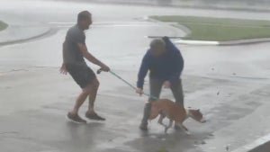 Brian Entin of NewsNation rescuing a dog in Hurricane Ian