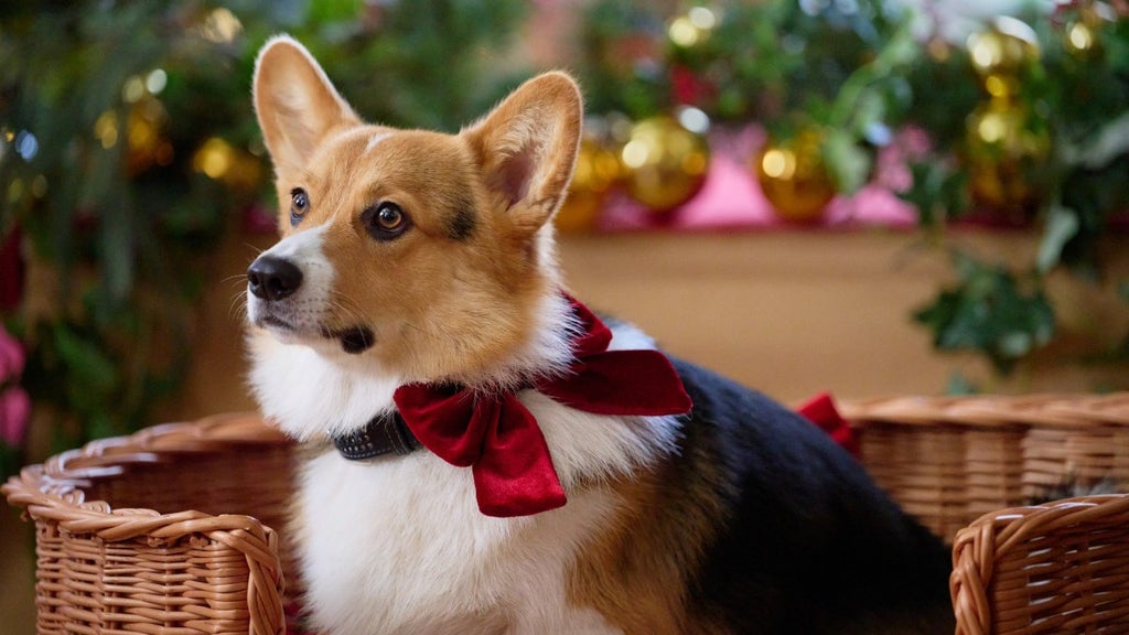 a-royal-corgi-christmas